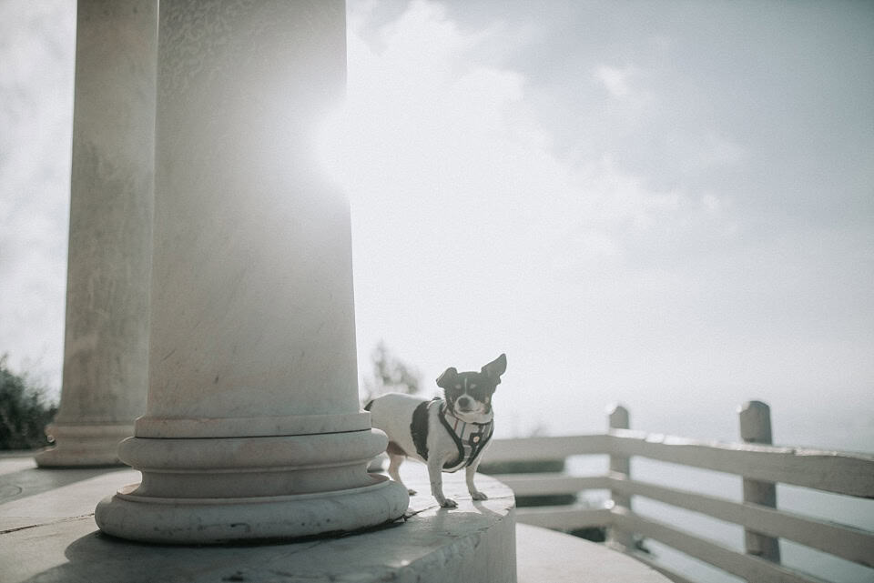Hundedog steht auf einer weißen Säule bei Sonnenlicht in Tirol, Österreich.