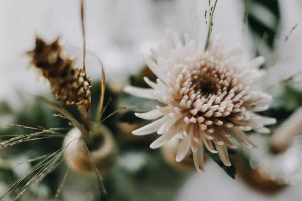 Nahaufnahme einer zarten, hellen Chrysantheme mit goldenen Akzenten, Teil einer Hochzeitsdekoration.